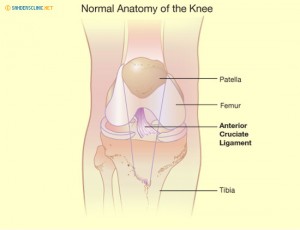 The Anterior Cruciate Ligament (ACL).